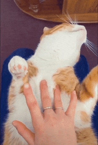 ezgif-com-gif-to-webp-converter.webp