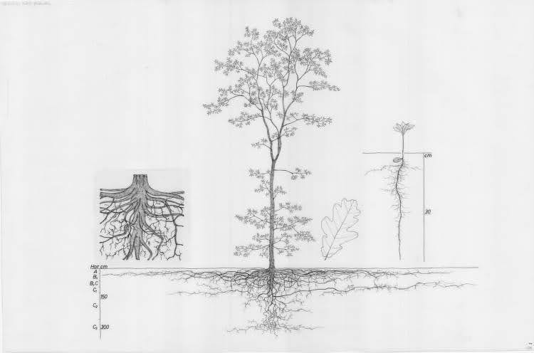 Quercus robur2 (luznjak)