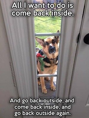 Dog Humor #2