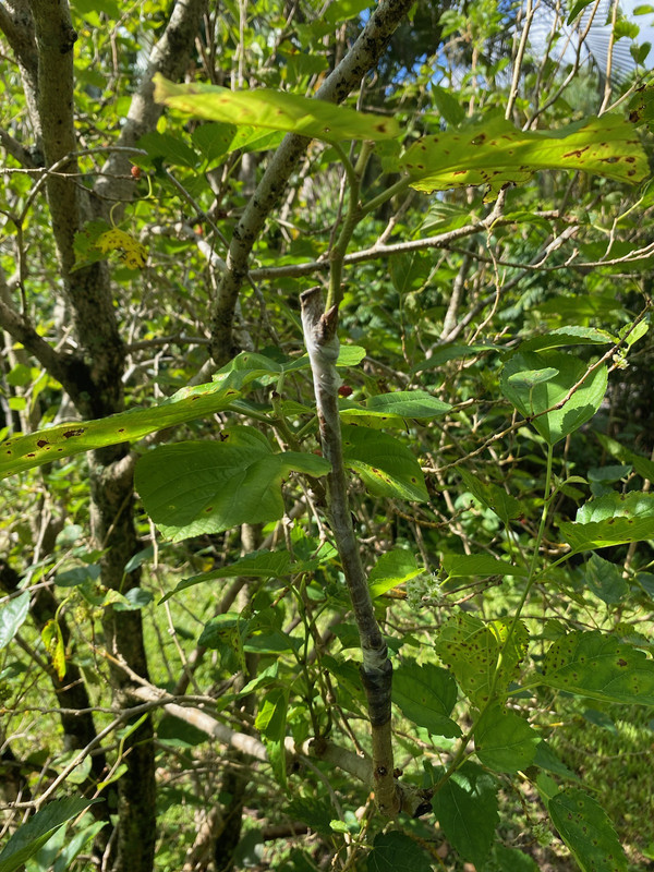 Himalayan Mulberrt graft 92020