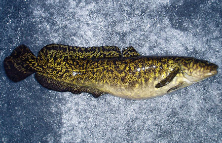 burbot