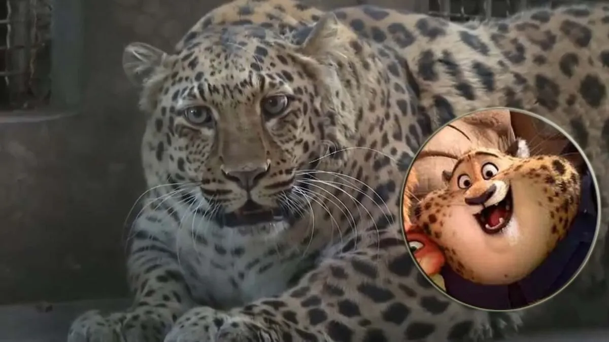 ¡Adiós a las gorditas! Leopardo de zoológico inicia dieta para recuperar su figura