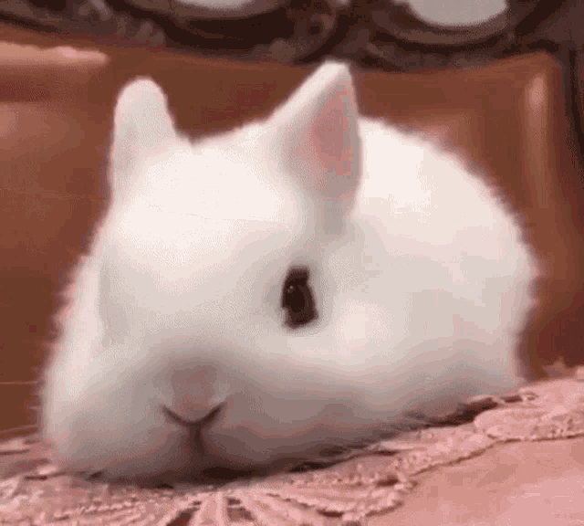 bunny-caress.gif