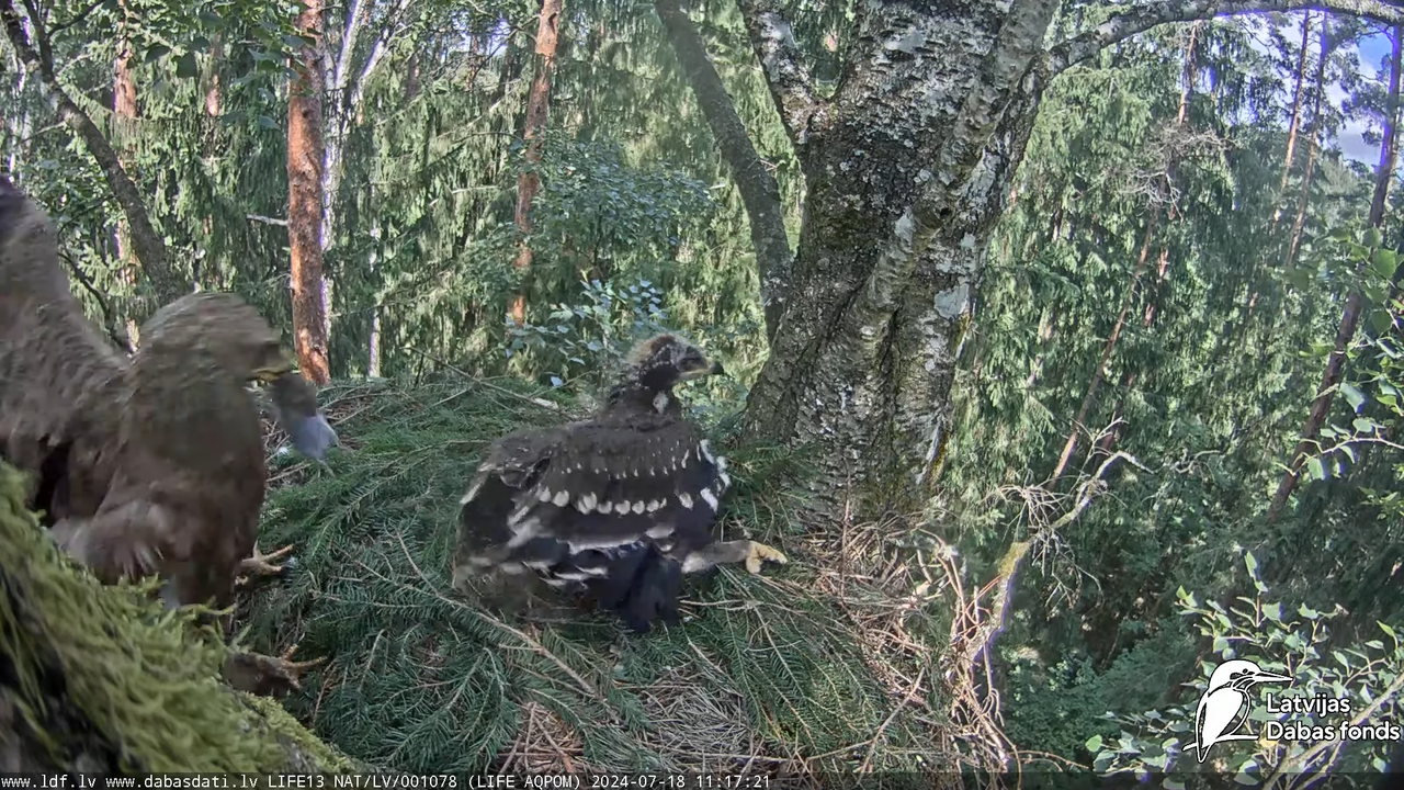 Mazais ērglis (Clanga pomarina), ligzda bērzā - LDF tiešraide 13-21-13 screenshot