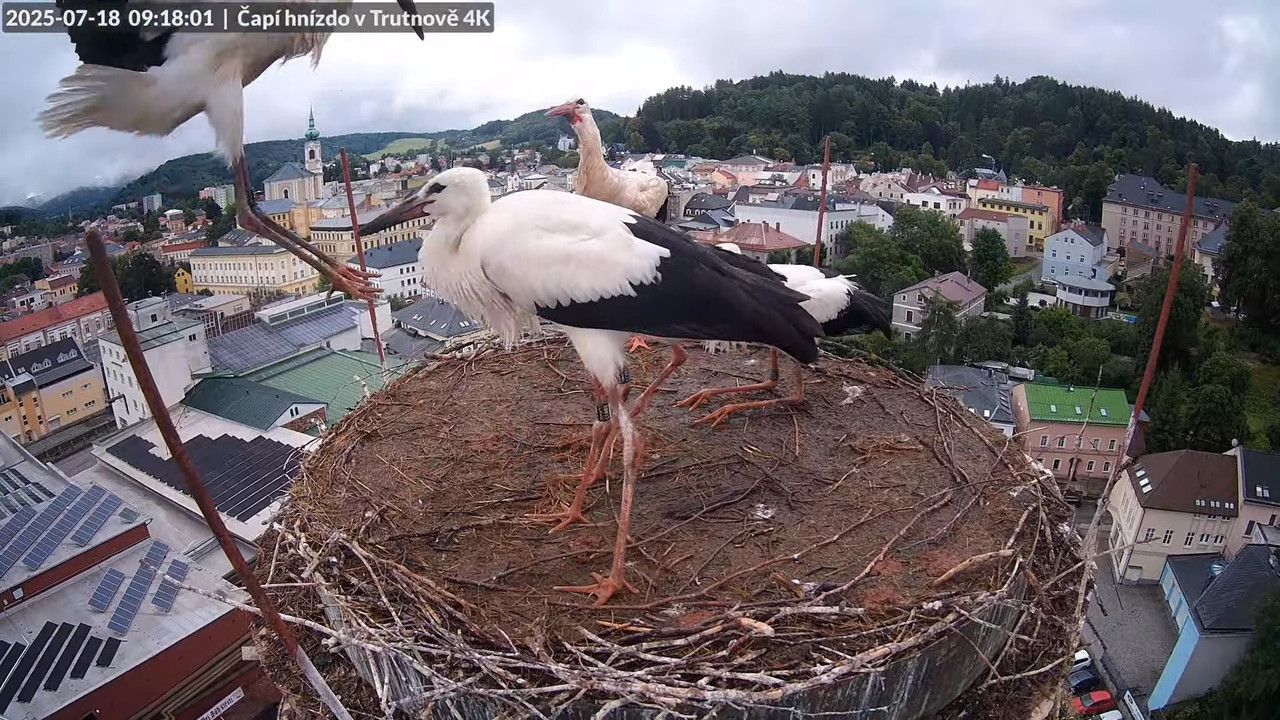 Tiešraide no stārķa ligzdas uz alus darītavas skursteņa Trutnovā 11-12-33 screenshot (1)