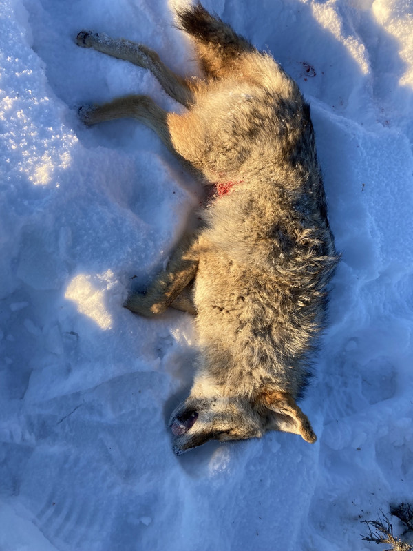 coyote1