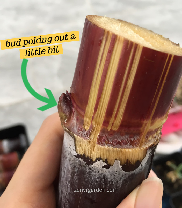 day-02-bud-poking.jpg
