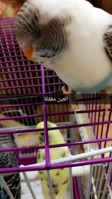 Snapchat-895601906