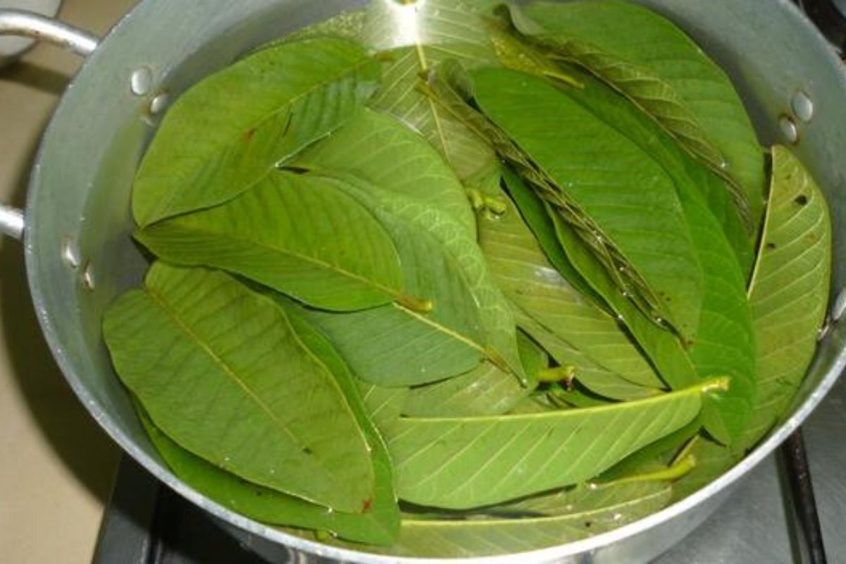 khasiat daun jambu batu
