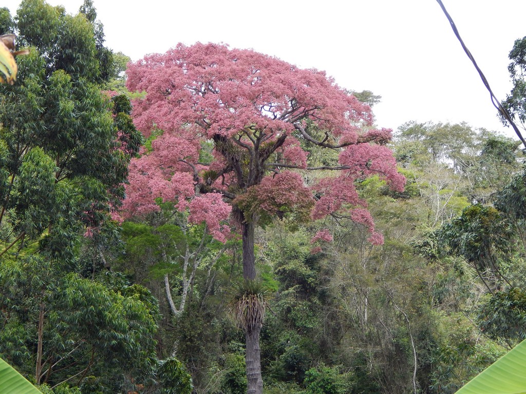 0315-L_pisonis_Ribeiro-M-865_habito_copa.floracao-1600x1200-1024x768