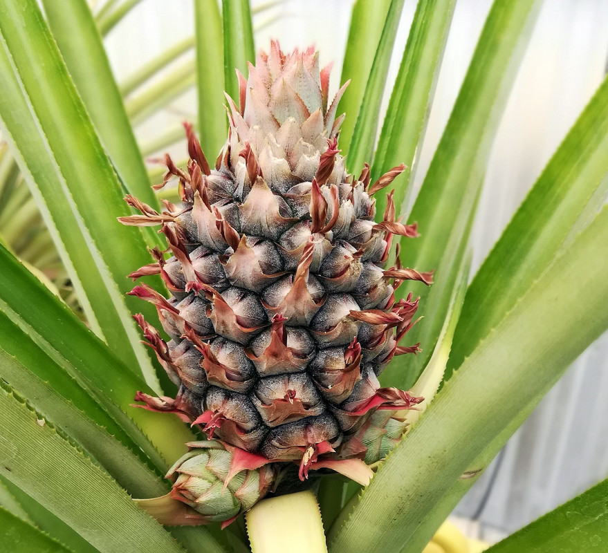 PineapplesJuly2#2