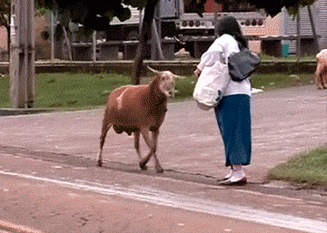 IMG-1431.gif