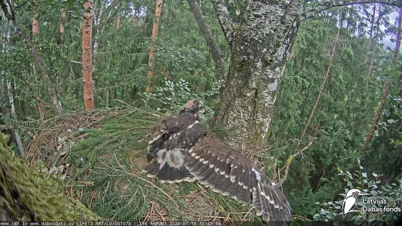 Mazais ērglis (Clanga pomarina), ligzda bērzā - LDF tiešraide 12-49-58 screenshot