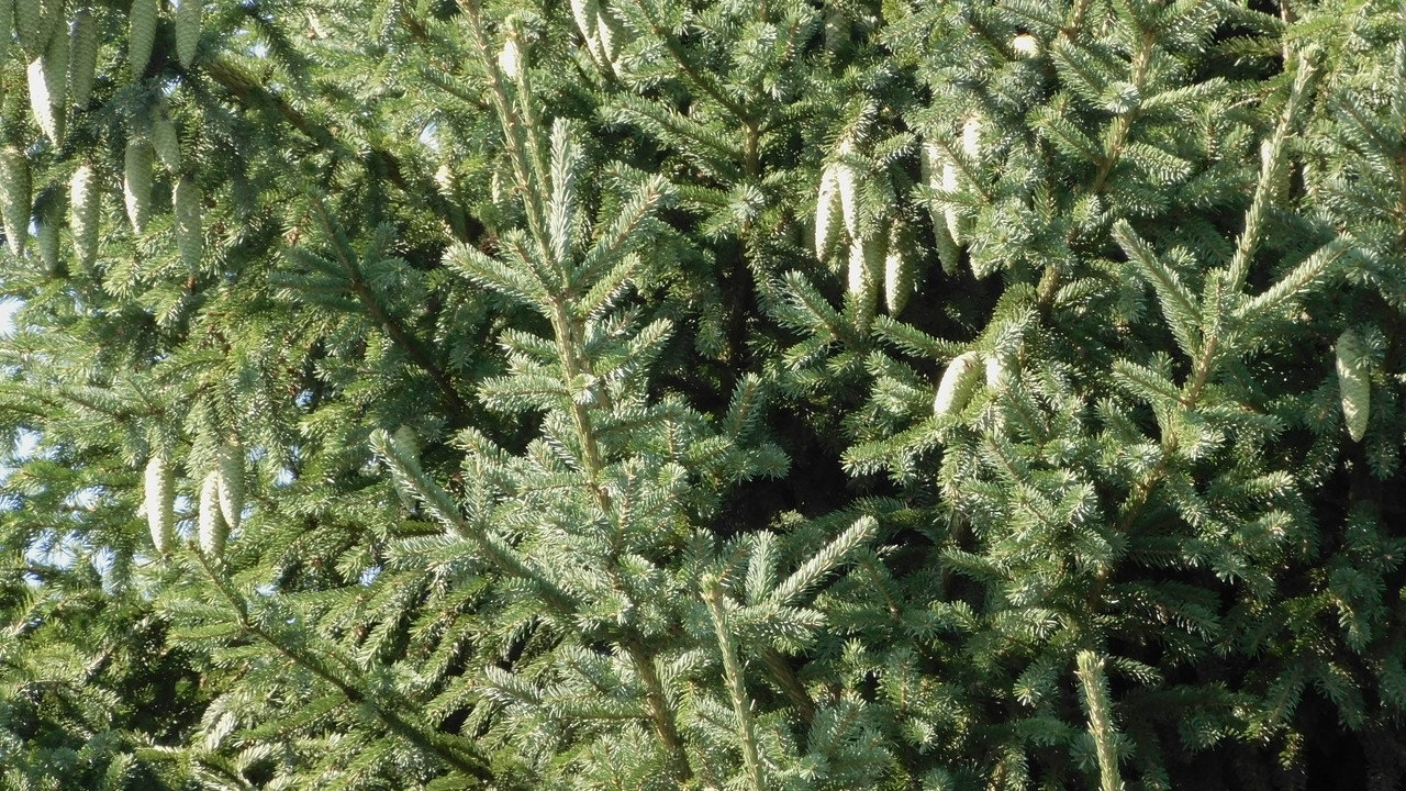 Август дачный кукольный 2023 162