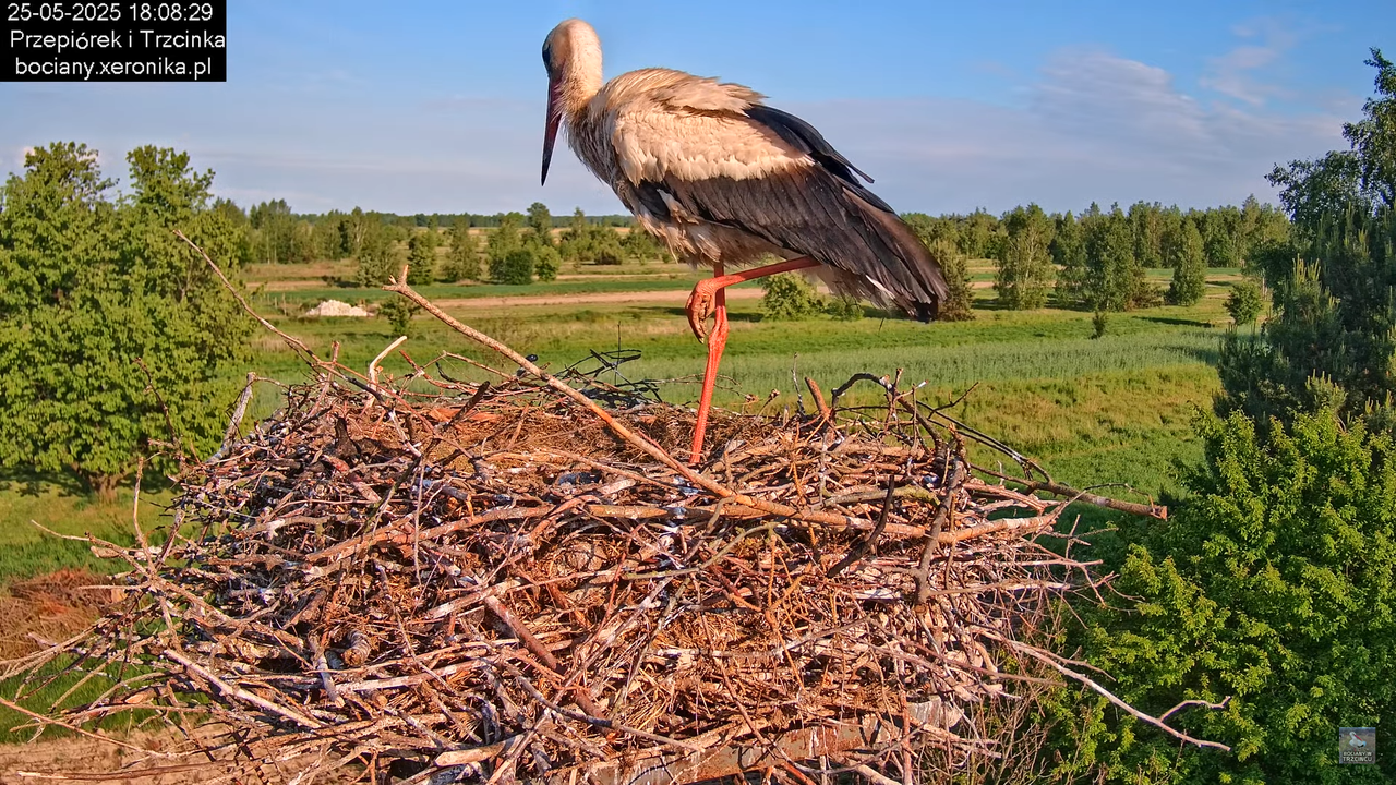 25052025bociany32