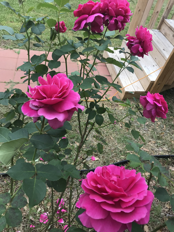 1BA12332-A9B8-456D-BDC4-13AF46D0269C