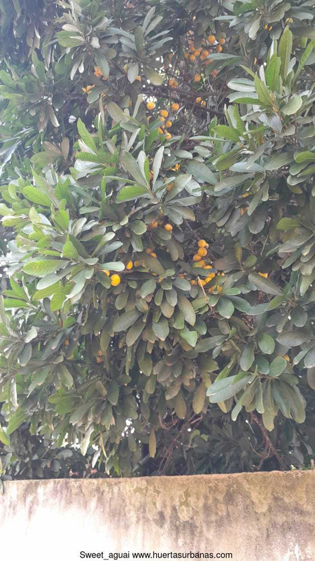 Huertasurbanas_com-IMG-20221017-WA0055.jpg-20221017_203420Sweet_aguai