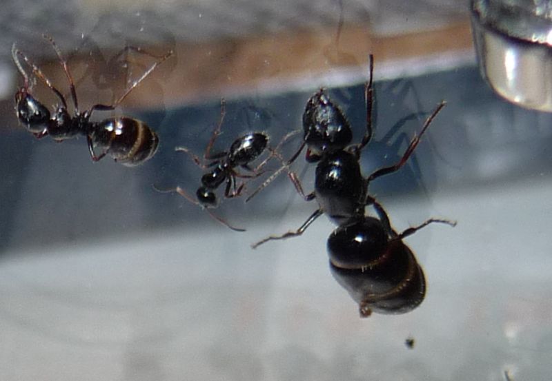 Camponotus2.jpg