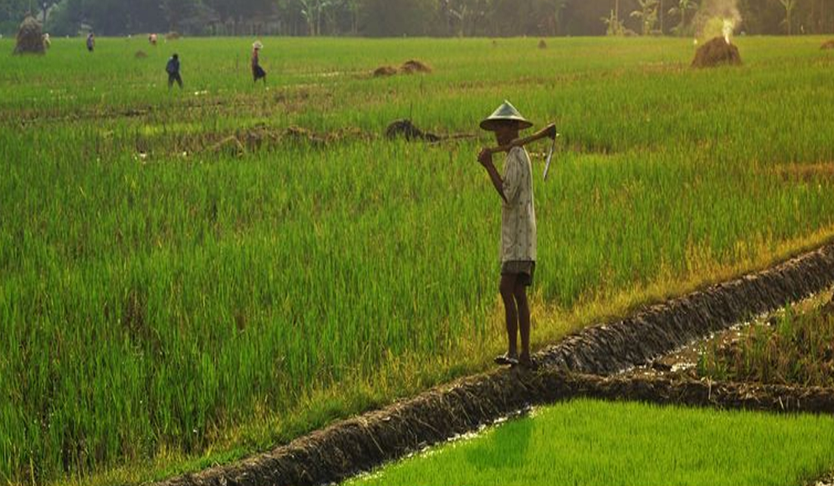 Subsidi Penuh untuk Papua dan Wilayah Rawan Pangan