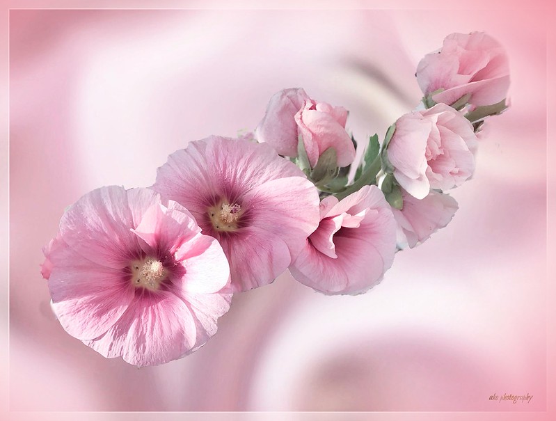 pink-petal-flowers.jpg