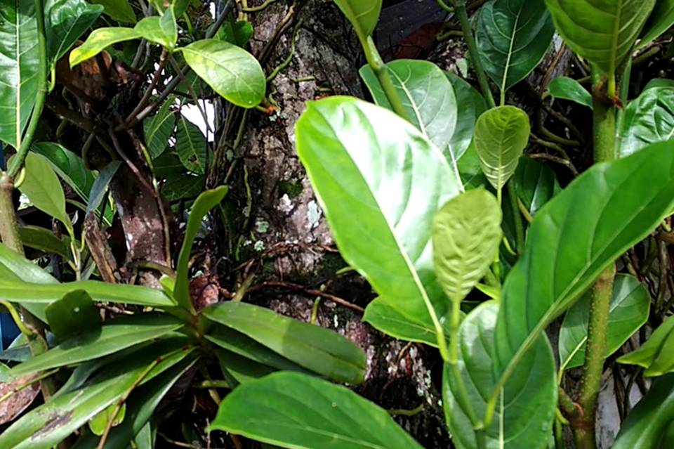 Ada 20 cara lembutkan daging (pilih saja mana yang berkenan)