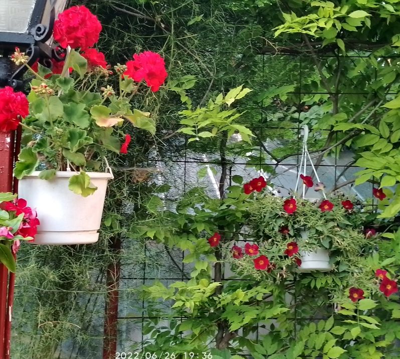 https://i.postimg.cc/6qZ12PL1/muskatli-petunia-2022-06-26.jpg