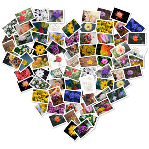 Figr-Collage-PRO-3-3-1-mac-OS.png