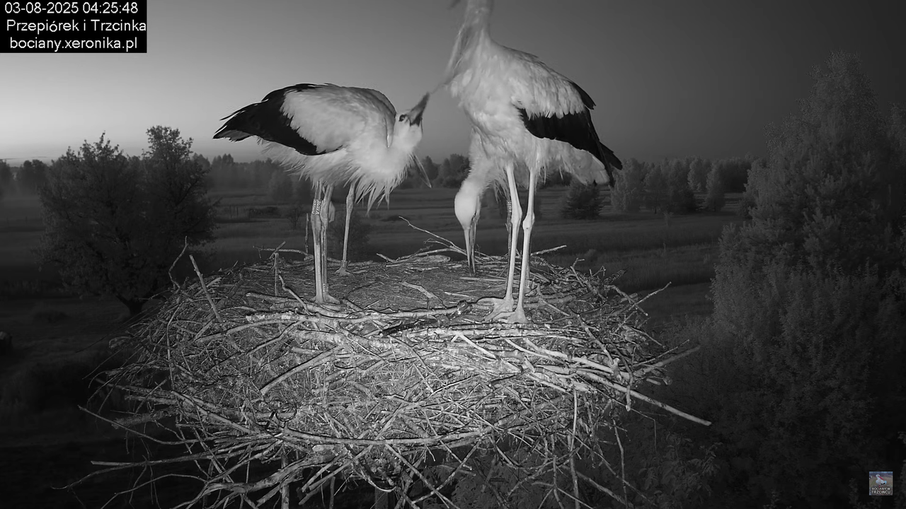 03082025bociany2