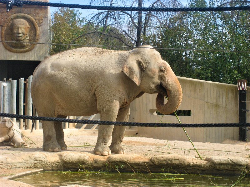 Paseando por España-1991/2024 - Blogs de España - ZOO DE MADRID-1992/2001/2006/2007-MADRID (24)