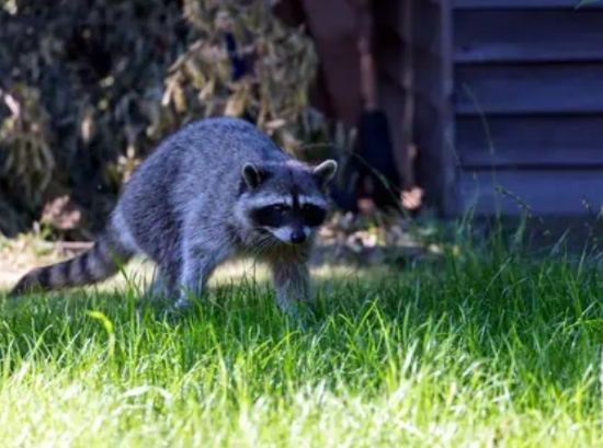 Wildlife-Removal-3.png
