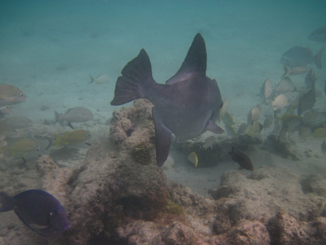 Snorkel en Riviera Maya - México - Foro Riviera Maya y Caribe Mexicano