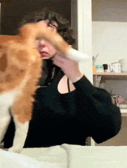 335.gif