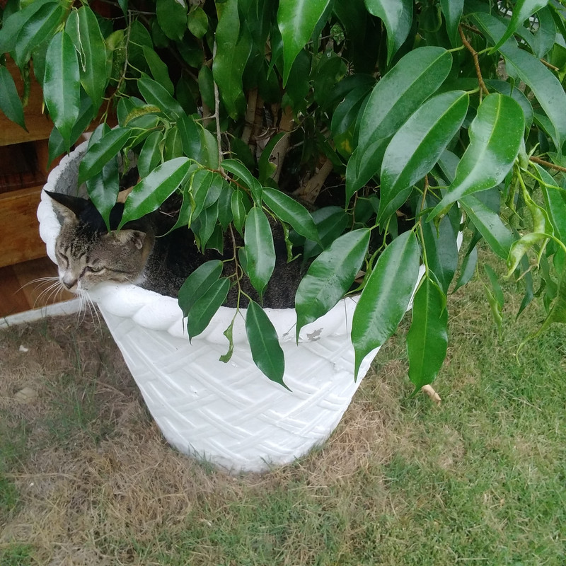 La mia vita. Римские записки, дневник онлайн