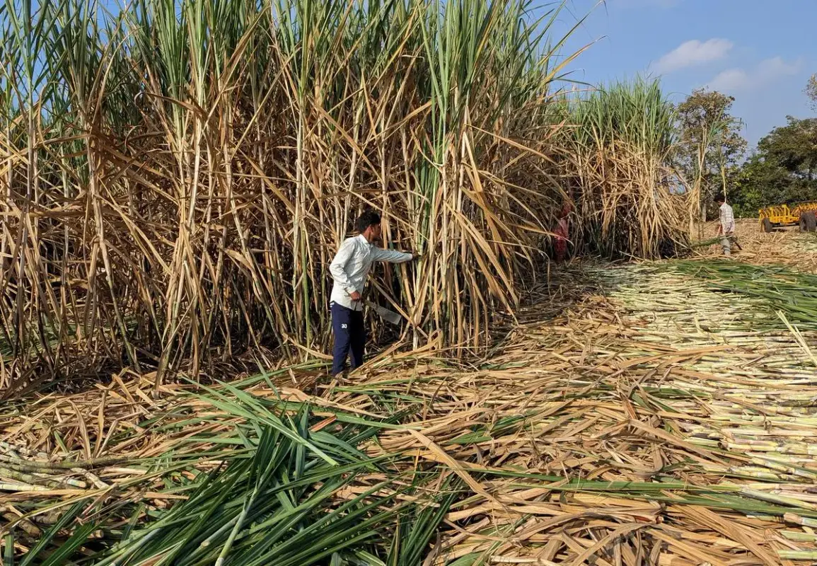 The Significance of Sugarcane in Maharashtra
