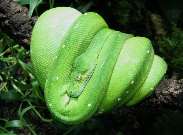 [صورة: the-most-beautiful-snakes-in-the-world-9...71315.webp]