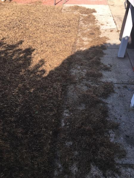 2017_Backyard_Seed_Down_Raking_2_small