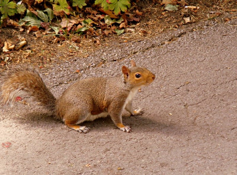 Animals-red-squirrel-HD.jpg