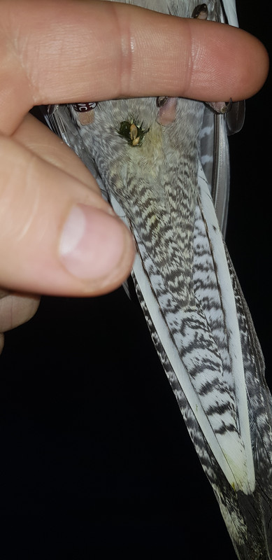 صورة