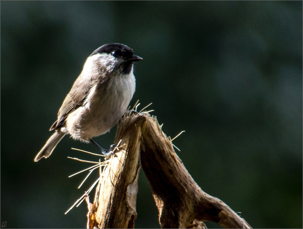 DSC_2437 Vögel LR ERWZFB