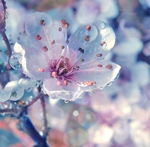 beautiful-spring-bloom-spring-33876233-487-476.jpg