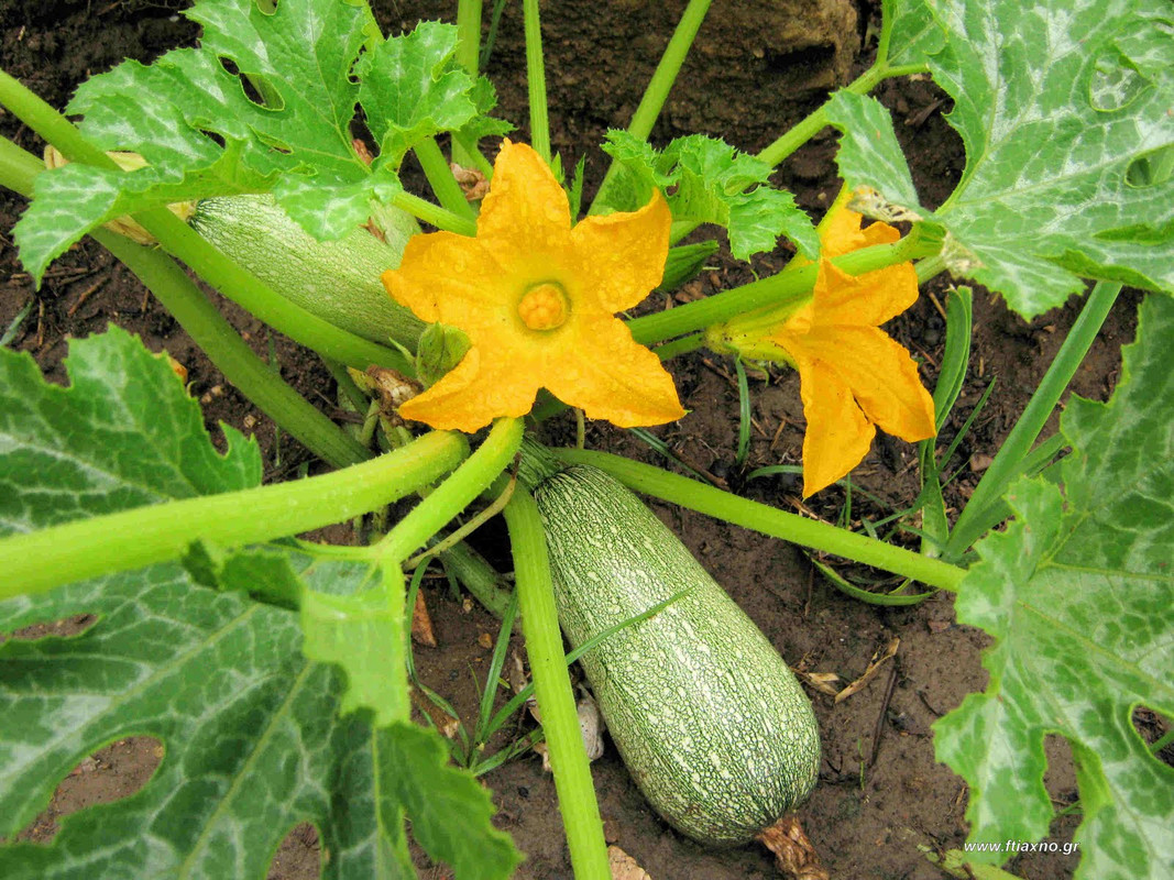 Κολοκυθάκι γκρίζο ανθισμένο