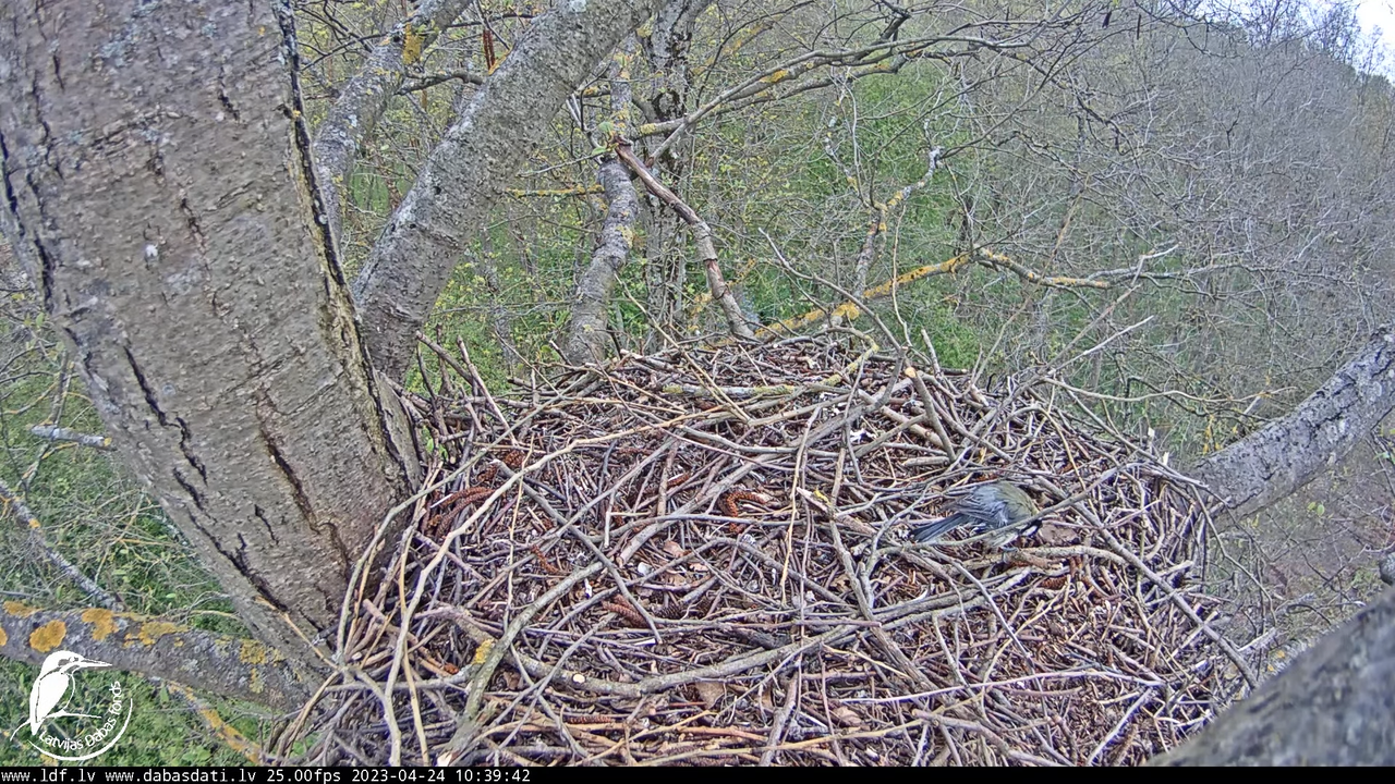 Vistu vanags (Accipiter gentilis) Rīgā - LDF tiešraide __ Goshawks, Riga, Latvia 7-11-17 screenshot