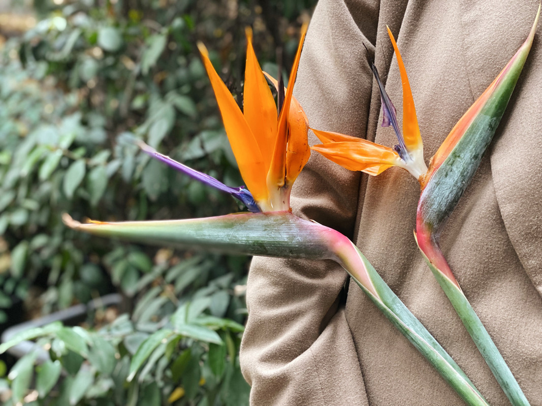 სამოთხის ჩიტი (სტრელეცია) (2 ცალი)