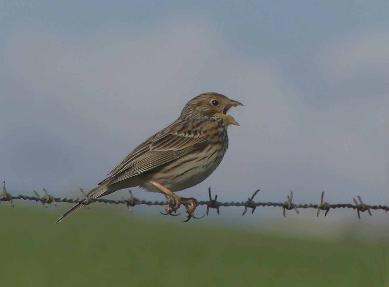 SKYLARK 2