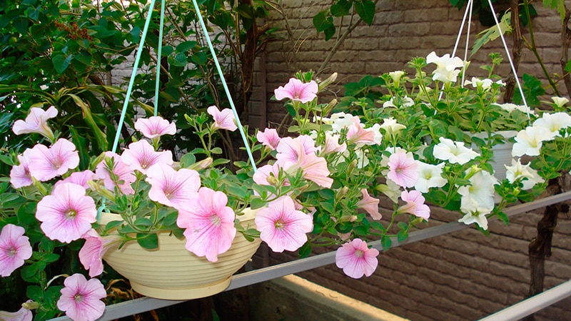 Петунии на балконе как создать идеальные условия для их роста и цветения