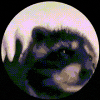 racoon.gif