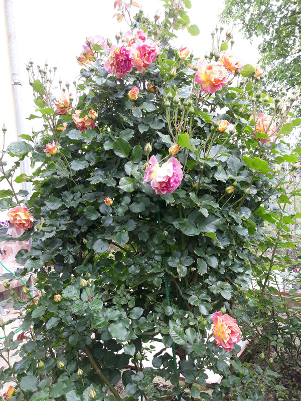 20190601_094045
