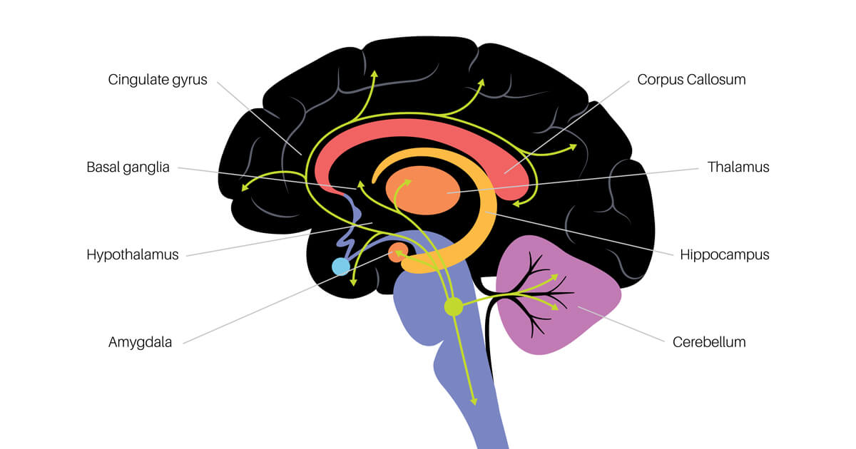 anxiety-brain