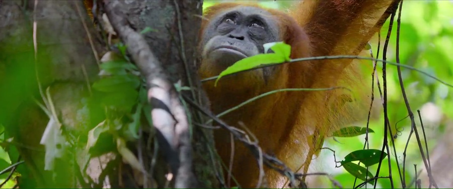 Secret Lives of Orangutans 2024 WebRip [Hindi + English] 480p, 720p ESub Screenshot