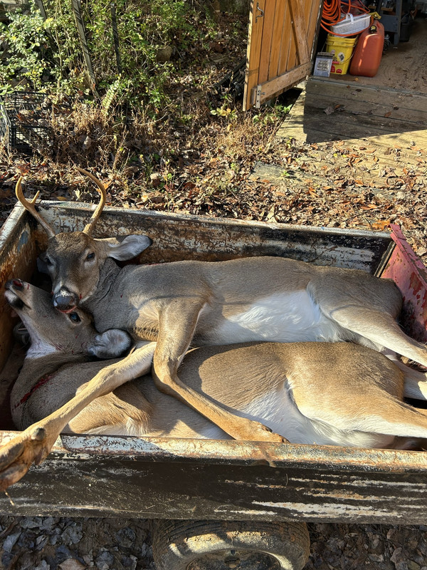 First deer 2022